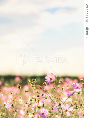 黄昏時の秋桜畑｜縦構図 105777262