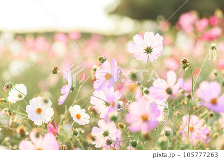 夕陽で輝くコスモス畑 105777263