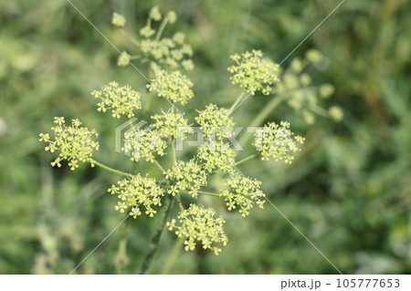 Blooming dill in the garden, white dill flowers in a field, a blurred background. Umbrella plants. Blooming dill in the garden, white dill flowers in a field, a blurred background. Umbrella plants. 105777653