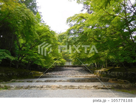 京都　二尊院　参道　紅葉の馬場 105778188