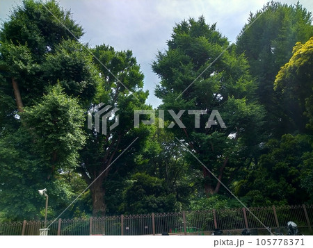 風景写真 新宿の木々 105778371
