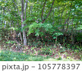 風景写真 木々 105778397
