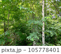 風景写真 木々 105778401