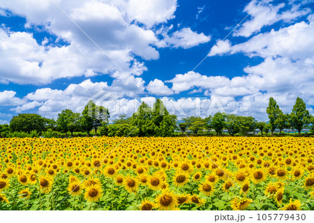 座間のひまわり祭り 105779430