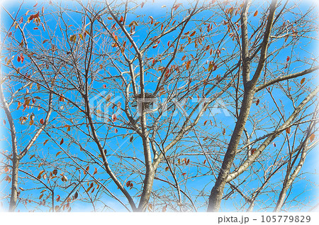 秋晴れの青空に映える桜の樹と中央で見え隠れする鳥の巣跡 （イラスト風） 105779829