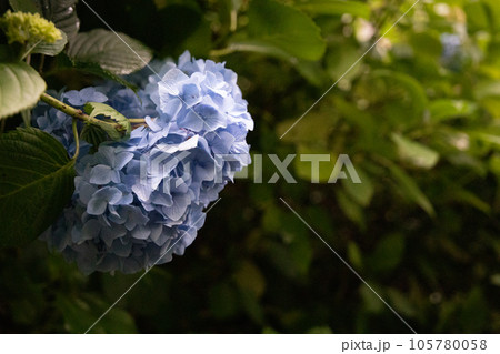 悲しそうな紫陽花 105780058