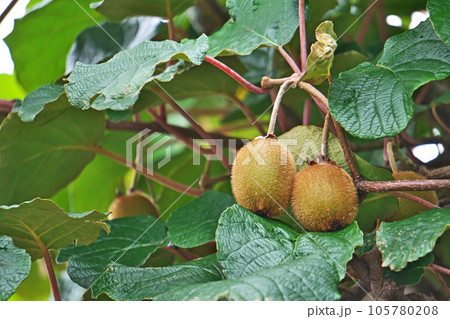 茶色のキウイフルーツの実（夏、七月） 105780208
