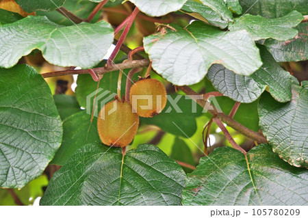 茶色のキウイフルーツの実（夏、七月） 105780209