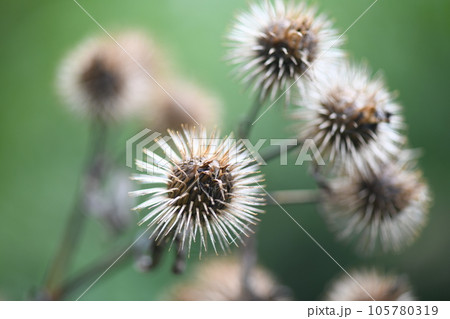 水分を含んだゴボウ(牛蒡)の果実 水分を含んだゴボウ(牛蒡)の果実 105780319