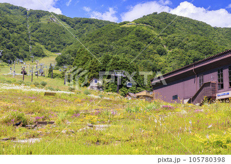 高山植物満開の五竜高山植物園 高山植物満開の五竜高山植物園 105780398