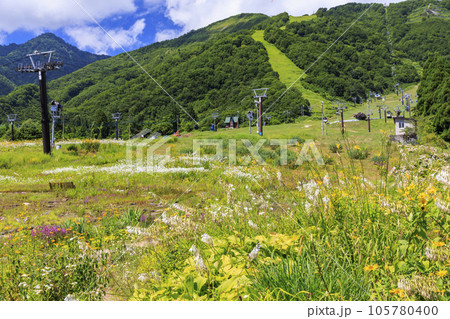高山植物満開の五竜高山植物園 105780400