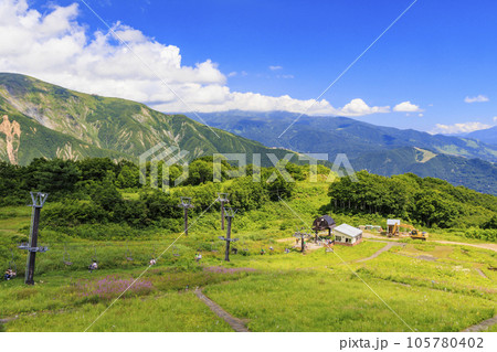 高山植物満開の五竜高山植物園 高山植物満開の五竜高山植物園 105780402