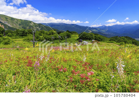 高山植物満開の五竜高山植物園 105780404