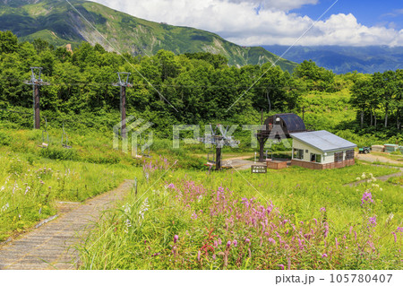 高山植物満開の五竜高山植物園 105780407