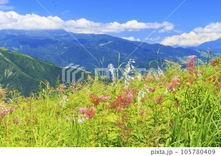高山植物満開の五竜高山植物園 高山植物満開の五竜高山植物園 105780409