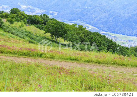 高山植物満開の五竜高山植物園 高山植物満開の五竜高山植物園 105780421