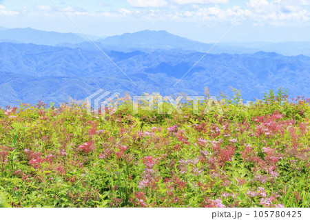 高山植物満開の五竜高山植物園 高山植物満開の五竜高山植物園 105780425