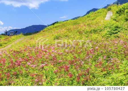 高山植物満開の五竜高山植物園 105780427