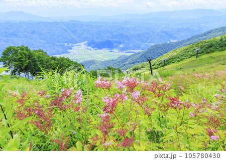 高山植物満開の五竜高山植物園 105780430
