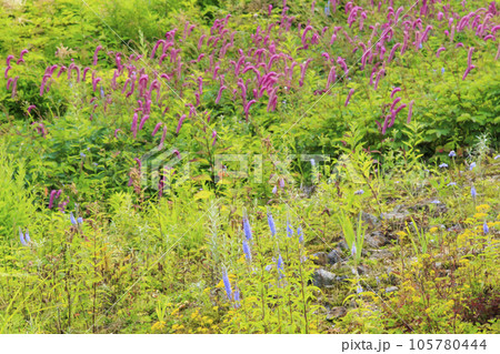 高山植物満開の五竜高山植物園 高山植物満開の五竜高山植物園 105780444