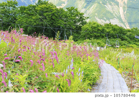 高山植物満開の五竜高山植物園 105780446