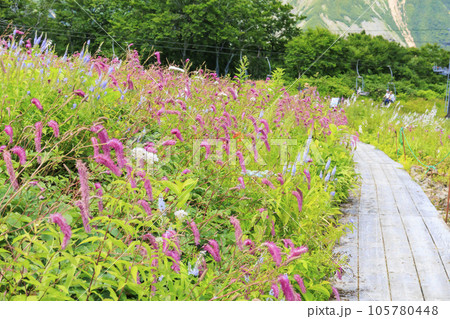 高山植物満開の五竜高山植物園 高山植物満開の五竜高山植物園 105780448
