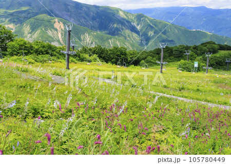 高山植物満開の五竜高山植物園 高山植物満開の五竜高山植物園 105780449