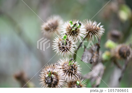 発芽したゴボウ（牛蒡）の種子 105780601