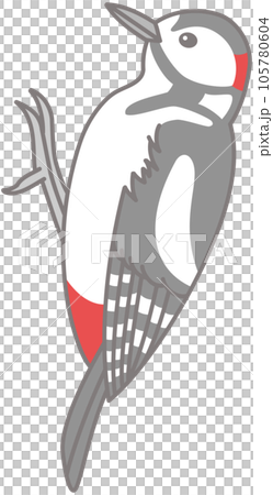 Great spotted woodpecker wild bird illustration material sideways woodpecker 105780604