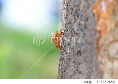 幹に残るセミの抜け殻 105780855