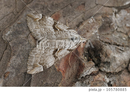 Closeup on the Purple treble-bar owlet moth, Aplocera praeformata, sitting on wood Closeup on the Purple treble-bar owlet moth, Aplocera praeformata, sitting on wood 105780885