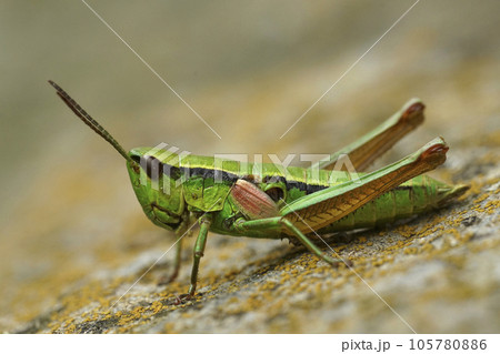 Detailed closeup on a on a colorful green Small Gold Grasshopper, Euthystira brachyptera in Austrian alps Detailed closeup on a on a colorful green Small Gold Grasshopper, Euthystira brachyptera in Austrian alps 105780886