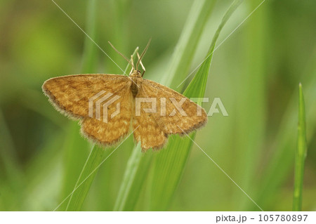 Closeup on a small orange Ochraceous Wave geometer moth, Idaea serpentat with spread wings Closeup on a small orange Ochraceous Wave geometer moth, Idaea serpentat with spread wings 105780897