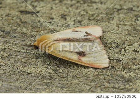 Closeup on the Clouded Buff moth, Diacrisia sannio, sitting on wood Closeup on the Clouded Buff moth, Diacrisia sannio, sitting on wood 105780900