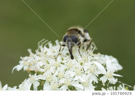 Closeup on a Black striped long-horn beetle, Stenurella melanura on white Heracleum sphondylium flowers 105780929