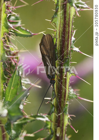 Closeup on the all brown caddisfly, Oligotricha striata, hanging downwards on a thistle 105780930