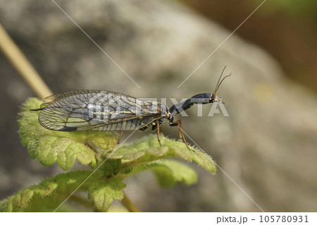 Closeup on the odd shaped Oak Snakefly, Phaeostigma notata sitting on a green leaf 105780931