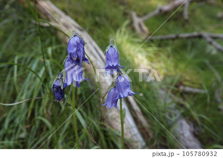 Closeup on a Bearded bellflower, Campanula barbata in the Austrian alps 105780932