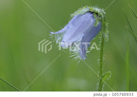 Closeup on a Bearded bellflower, Campanula barbata in the Austrian alps 105780933