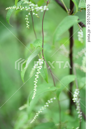 自然薯の花 自然薯の花 105780970