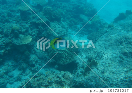 慶良間諸島の海 慶良間諸島の海 105781017