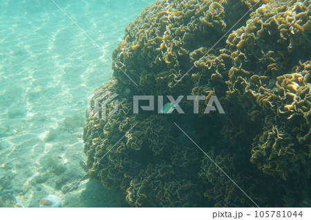 慶良間諸島の海 慶良間諸島の海 105781044