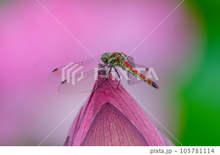 北海道千歳市に咲く蓮の花 北海道千歳市に咲く蓮の花 105781114