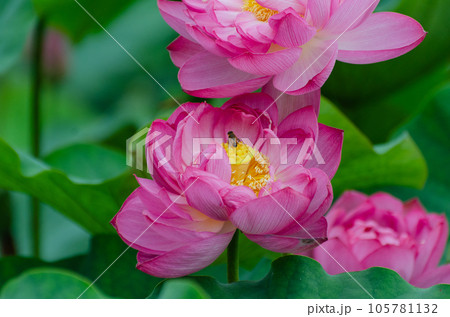 北海道千歳市に咲く蓮の花 105781132