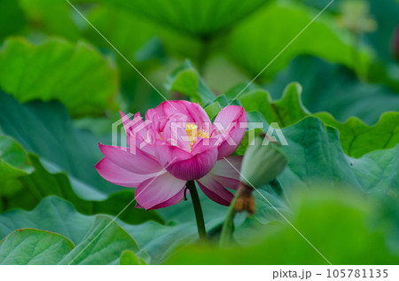 北海道千歳市に咲く蓮の花 105781135