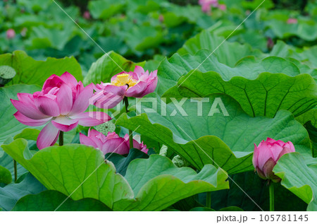 北海道千歳市に咲く蓮の花 105781145