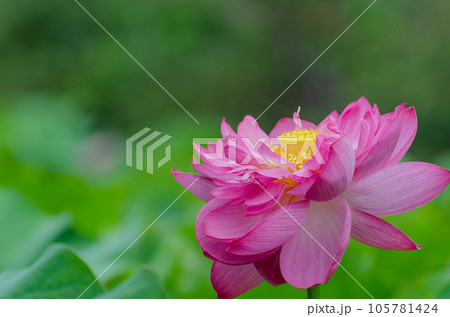 北海道千歳市に咲く蓮の花 北海道千歳市に咲く蓮の花 105781424