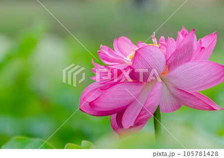 北海道千歳市に咲く蓮の花 105781428