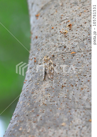 ニイニイゼミのクローズアップ　 105781531