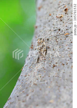 ニイニイゼミのクローズアップ　 105781532